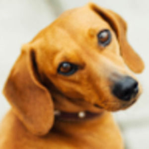 Meet your Posher, Kira